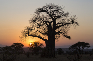 Serengeti Baobab Tree, Tanzania