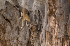 Leopard in a Large Baobab Tree