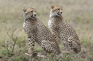 Two Cheetahs Hunting, Serengeti