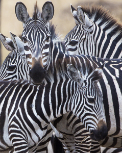 Zebra Abstract, Tanzania