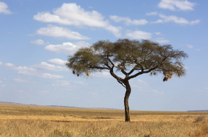 Serengeti Scene