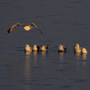Gulls on Ice