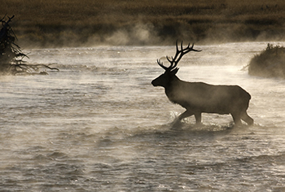Bull Elk - Yellowstone Photo Workshop