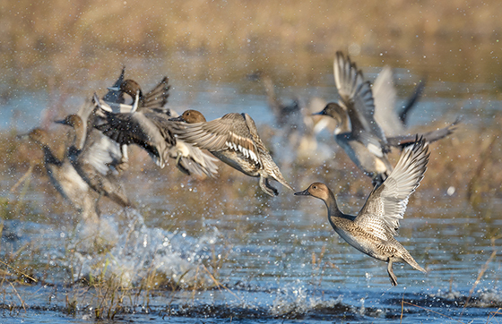 Pintails, Ward Museum Wildfowl Workshop - Photo by John Whaley